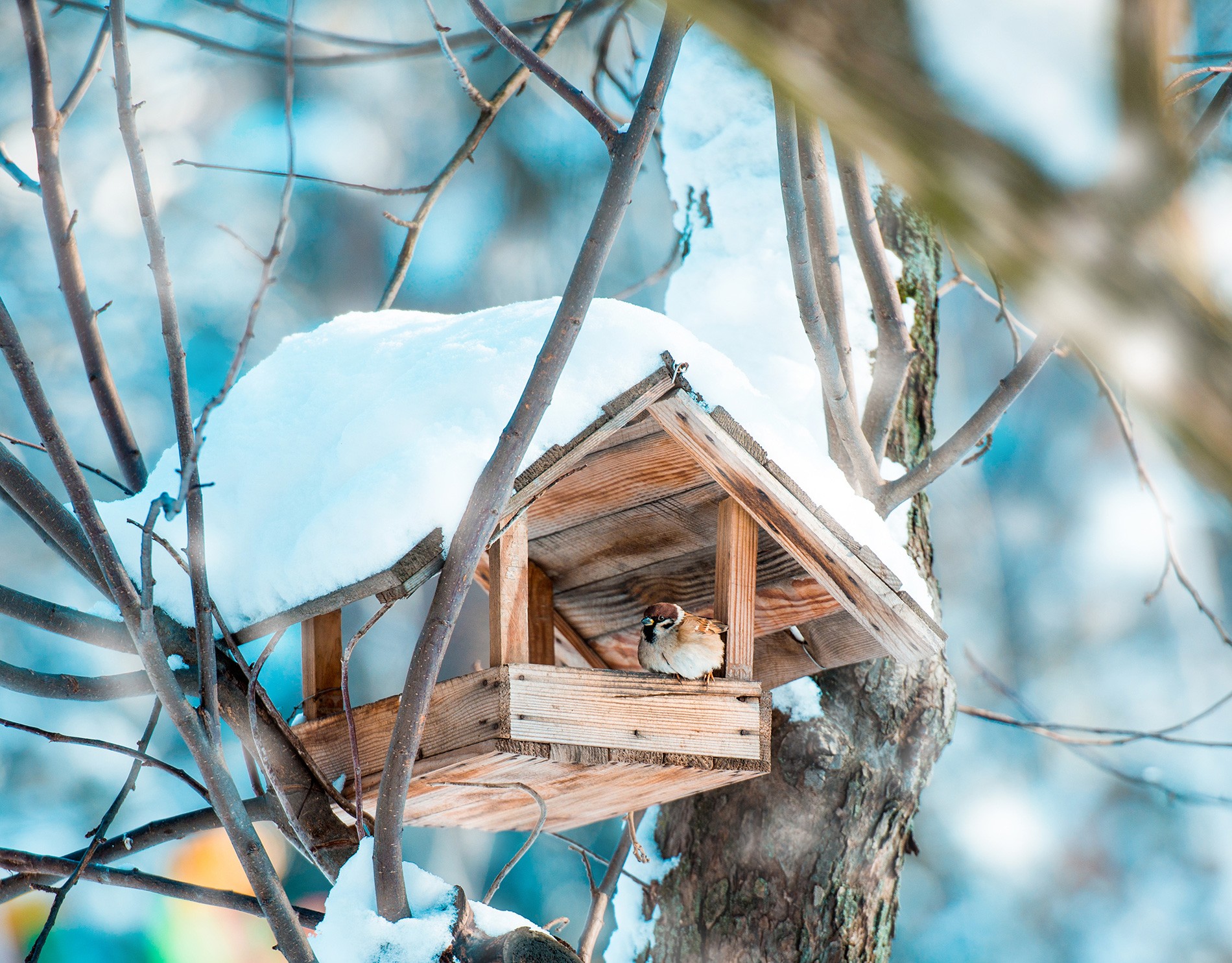 Alimentation oiseaux