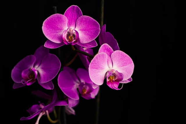 engrais naturel pour plante verte - orchidée