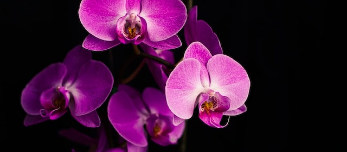 engrais naturel pour plante verte - orchidée
