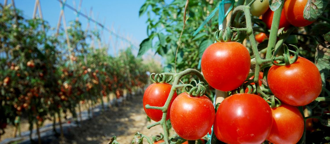 Ripe,Garden,Tomatoes,Ready,For,Picking